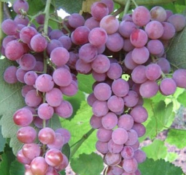 Besėkles-vynuoges-Somerset-seedless-1-595×558