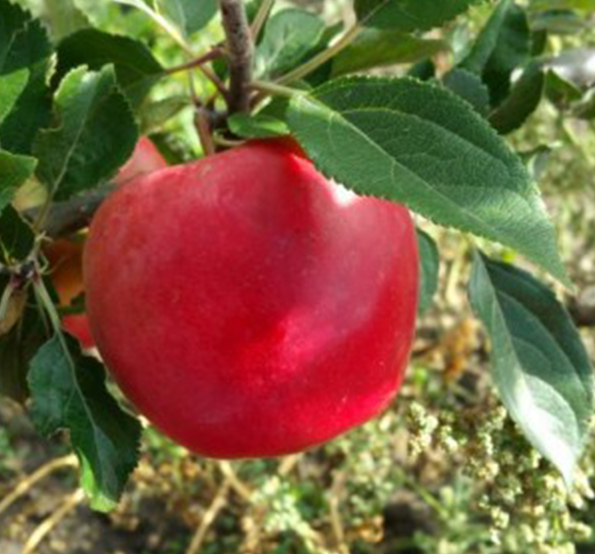 Obuoliai-Skaistis-sodinksoda