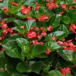 Begonia semperflorens – Ledinukai New Globe F1 Scarlet-sodinksoda-1