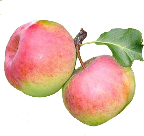 obuoliai-auksis-1-595×559