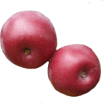 obuoliai-connel-1-595×557