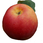 obuoliai-rubinola-1-595×553