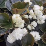 Begonia – Ledinukai (pilnaviduriai) Doublet® White-sodinksoda-1