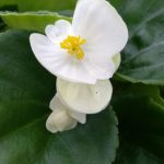 Begonia semperflorens – Ledinukai Juwel F1 White-sodinksoda-01