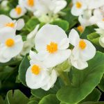 Begonia semperflorens – Ledinukai New Globe F1 White-sodinksoda-1
