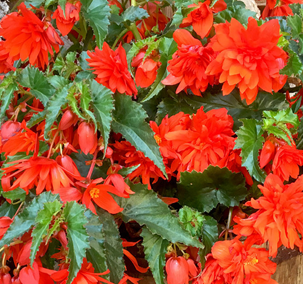 Begonia tuberhybrida Funky® Orange-sodinksoda-1
