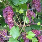 Besėkles-vynuoges-Somerset-seedless-2-595×558