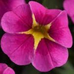 Calibrachoa-parviflora-Conga-Pink-Star-sodimksoda-1