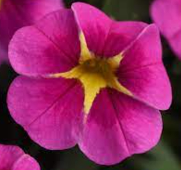 Calibrachoa-parviflora-Conga-Pink-Star-sodimksoda-1