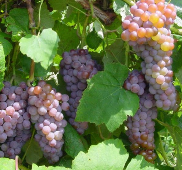 besekles-vynuoges-Canadice-2-595×557