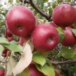 obuoliai-connel-1-595×557