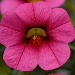 geles-Calibrachoa-parviflora-Conga-Rose-sodinksoda-1
