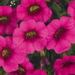 geles-Calibrachoa-parviflora-Conga-Rose-sodinksoda-1