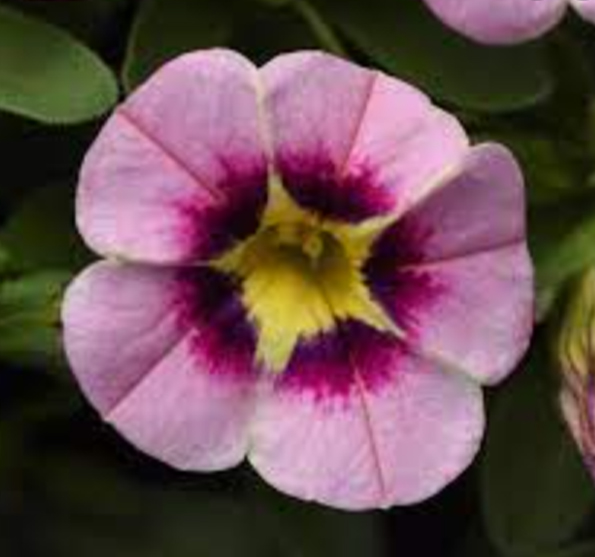 geles-Petunia-grandiflora-GO!Tunia-Purple-Vein-sodinksoda-01