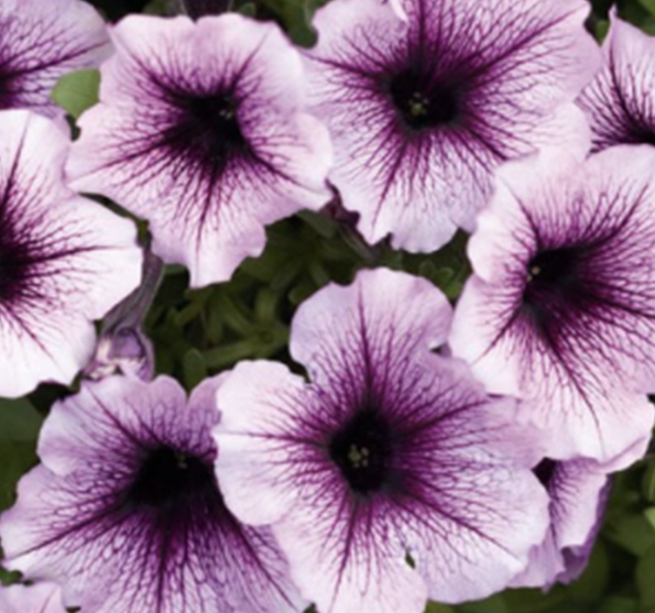 geles-Petunia-grandiflora-GO!Tunia-Purple-Vein-sodinksoda-2