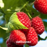 aviete enrosadira
